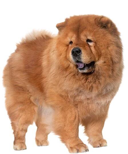 Der Chow Chow im Rasseportrait | HUNTER Magazin 