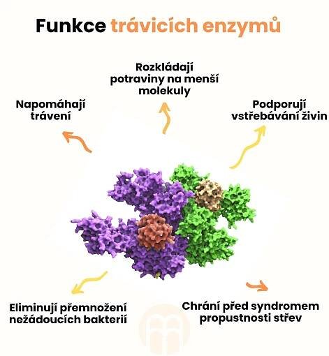 Funkce trávicích enzymů