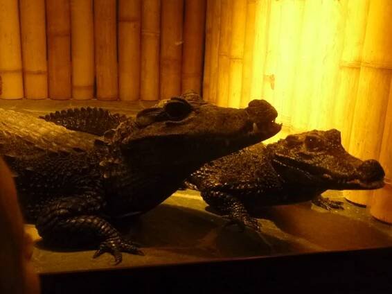 Přírodovědný kroužek (pokročilí) - Krokodýlí zoo v Holešovicích