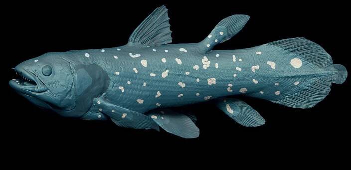 fish