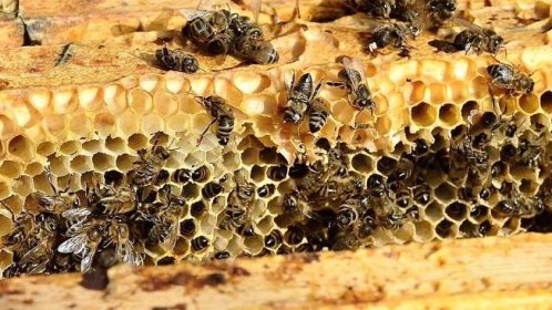 Zloděj si odvezl pět úlů se včelami, škoda dosahuje 40 tisíc korun