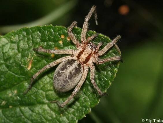 Agelena labyrinthica - pokoutník nálevkovitý | Agelenidae - pokoutníkovití | Natura Bohemica