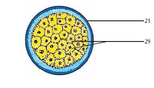Model oplodnenia a vývoja embrya - 2x zväčšené - modely ľudskej ...