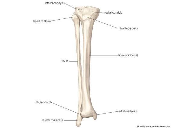 Fibula
