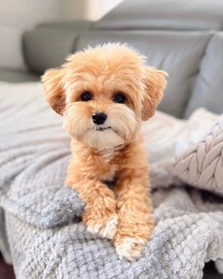 A full grown Maltipoo dog laying on a couch