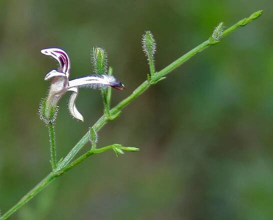Soubor:Andrographis paniculata (Kalpa) in Narshapur forest, AP W2 IMG 0867.jpg – Wikipedie