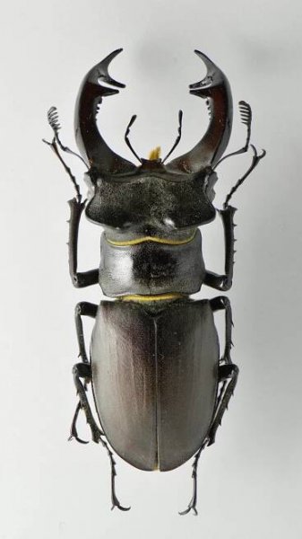Lucanus cervus turcicus - Obrázek | BioLib.cz