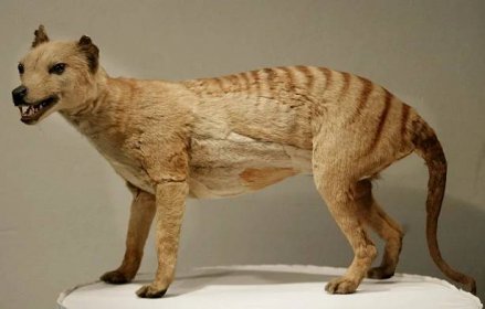 Thylacine Taxidermy at the Australian Museum - Atlas Obscura