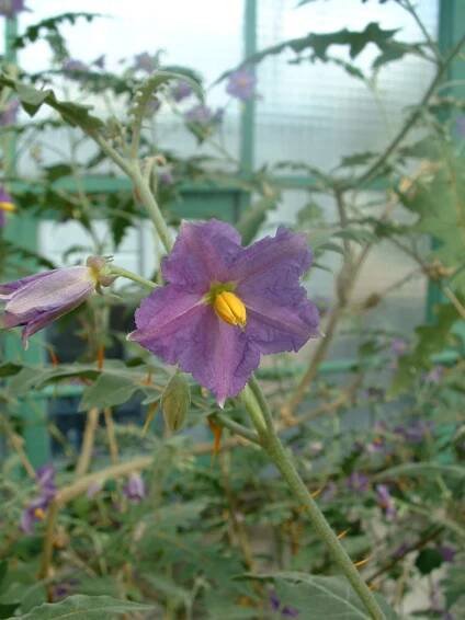 Solanum subg. Leptostemonum
