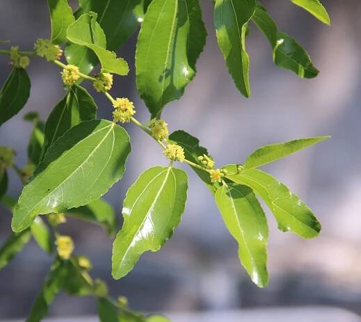 Ziziphus jujuba Mill. - Portale della Flora d'Italia / Portal to the Flora of Italy