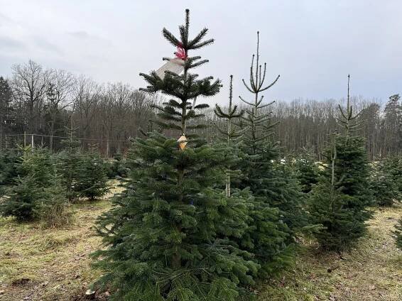 O stromky z plantáží je letos enormní zájem. Lidé si je ale vzájemně kradou