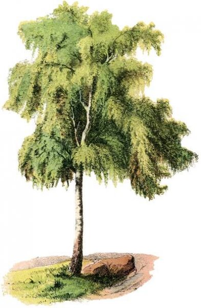 Weeping Willow Tree Image Full Color