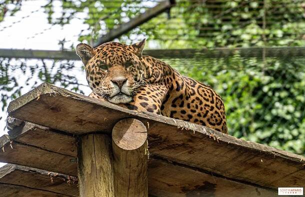 Zoo Beauval, tipy a triky pro návštěvu parku - Sortiraparis.com