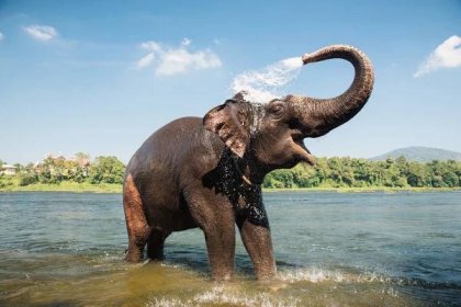 mytí slonů v řece - kérala - stock snímky, obrázky a fotky