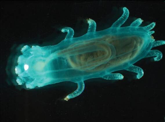 sea cucumber
