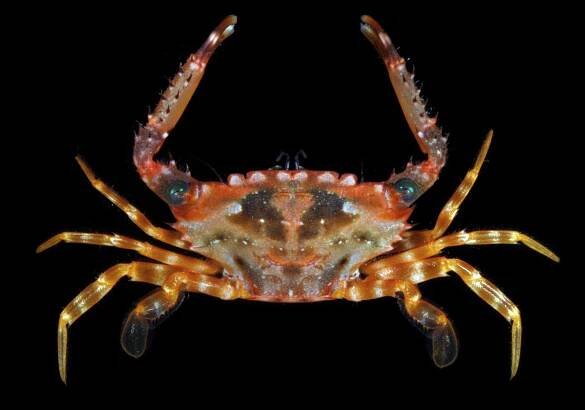 Crab Database · Krabi