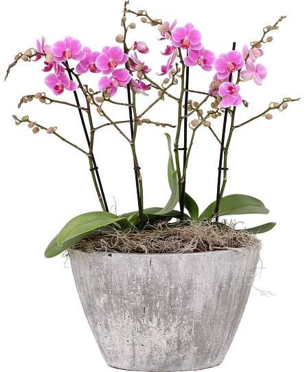 Aranžmá orchidejí motýl. (Phalaenopsis), v keram. nádobě, růžové, pr. cca 27 cm