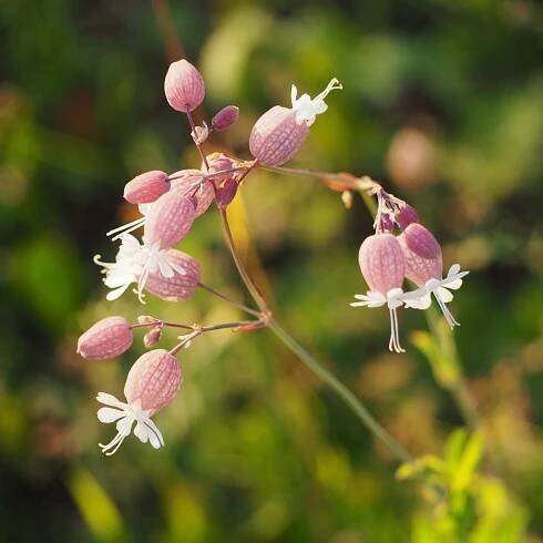 Silenka nadmutá - Silene vulgaris - semena silenky - 150 ks od 34 Kč - Heureka.cz