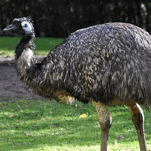 Jaký je rozdíl mezi emu a pštrosem?