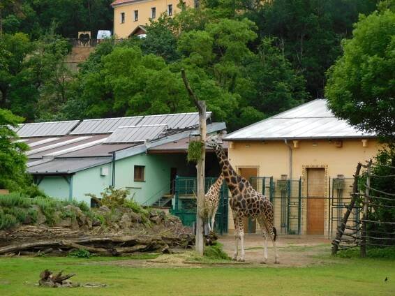 V zoologické zahradě jsme vždy v dobré náladě | Mateřská škola Štěnovice