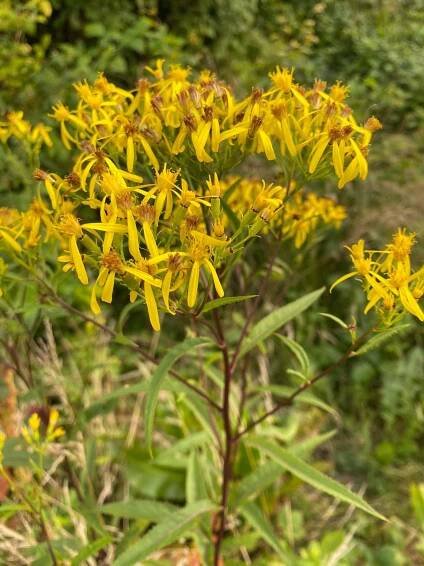 Starček Fuchsův (Senecio fuchsii) - Bylinky pro radost