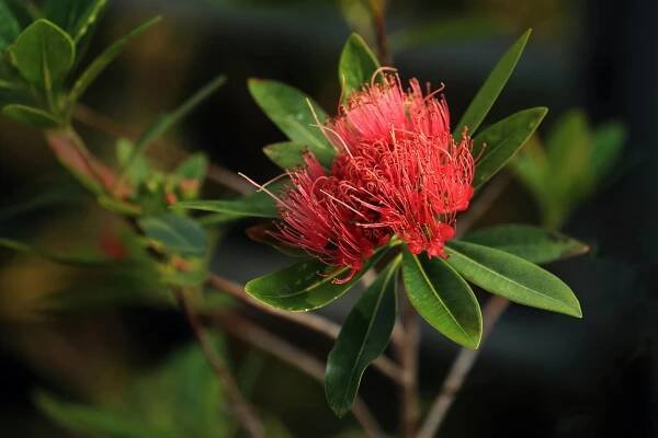 Základová fotografie na téma albizia julibrissin, botanický, ekologický, exotický, flóra, fuzzy, hedvábný květ, jemný, keřík