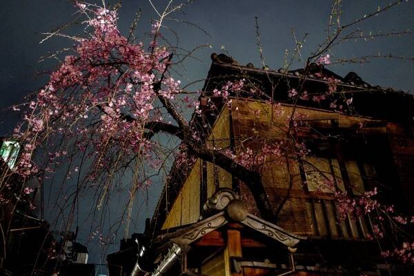 Momiji and Sakura – Travel & photo