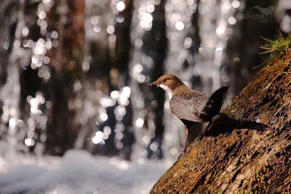 Dipper / skorec vodní (Cinclus cinclus)