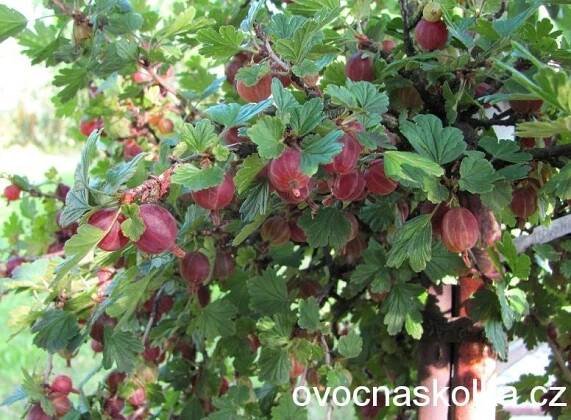 OVOCNÉ STROMKY | angrešt Hinnonmaki Rot -červený stromkový | ovocné stromky