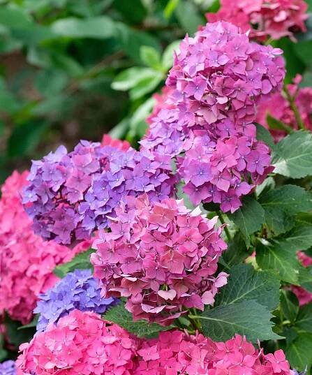 H. macrophylla ‘Masja'