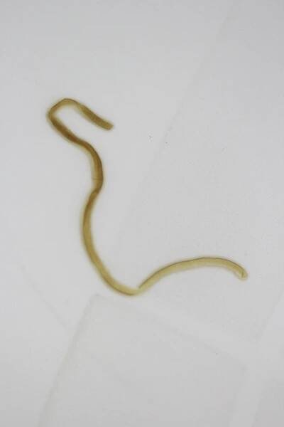 Parasite Gallery - Dr. Clark Information Center