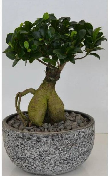 Bonsaj Ficus Ginseng v keramickém květináči, pr. květináče cca 24 cm