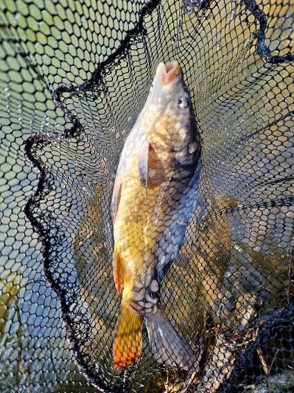 Fishing league & cup