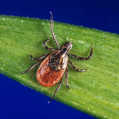 Yes, you can catch Lyme disease in California — particularly in Santa Cruz County