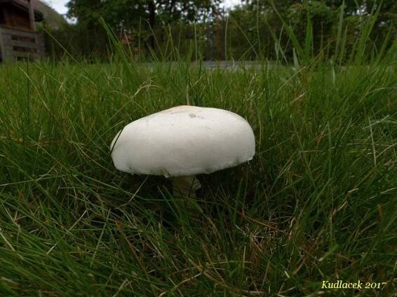 Bedla zardělá - Leucoagaricus leucothites - Kudluv fotoatlas hubKudluv fotoatlas hub