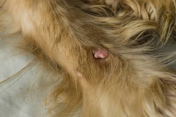 obrovský absces na tlapě psa s červenými vlasy. alergie na psy, dermatitida - svrab - stock snímky, obrázky a fotky