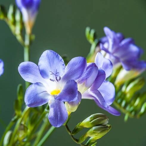 Frézie modrá - Freesia - prodej cibulovin - 3 ks