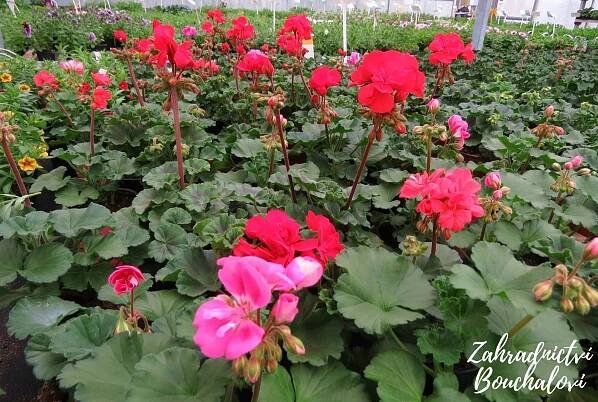 Muškát (pelargonie) - vzpřímený – Zahradnictví Bouchalovi