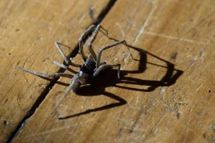 La araña violinista es las más peligrosa de las caseras