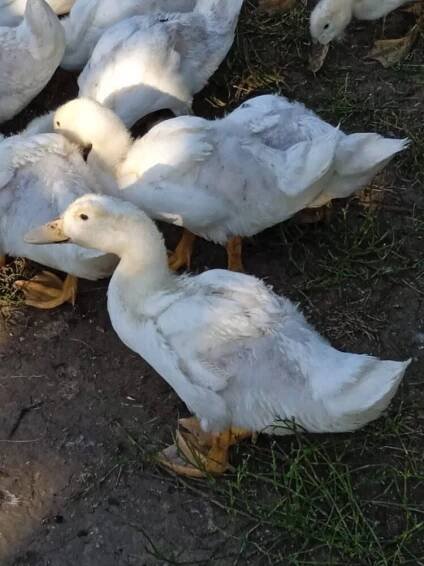 Kachna pekingská