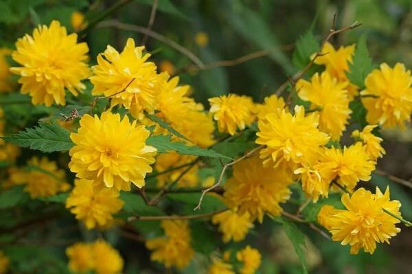 Zákula japonská PENIFLORA
