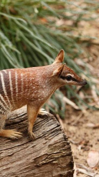 10 most hard to spot and rare nocturnal animals
