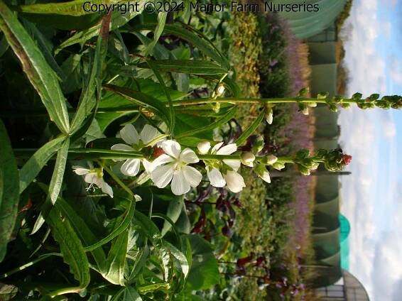 SIDALCEA candida