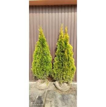 MULTIFLORA Thuje Golden Smaragd 100-120 cm