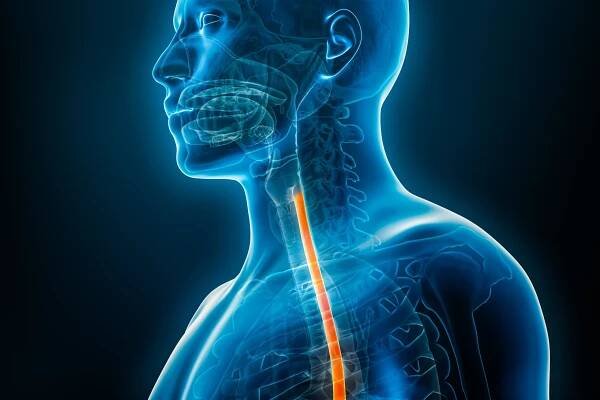 jícen nebo jícen 3d vykreslování ilustrace zblízka s obrysy mužského těla. anatomie člověka, ezofagitida, reflux kyseliny, trávicí systém, lékařství, biologie, věda, medicína, koncepce zdravotní péče. - jícen - stock snímky, obrázky a fotky