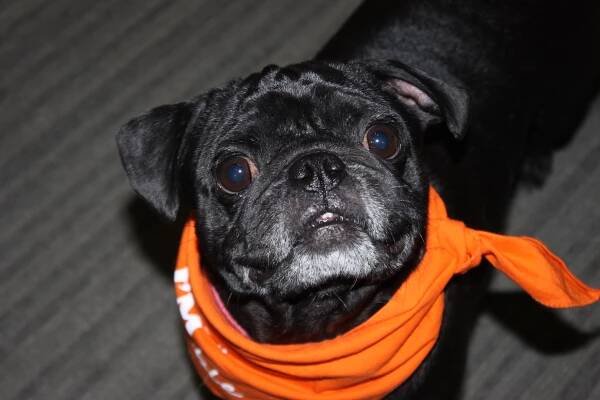 Barney | Pug Partners of Nebraska