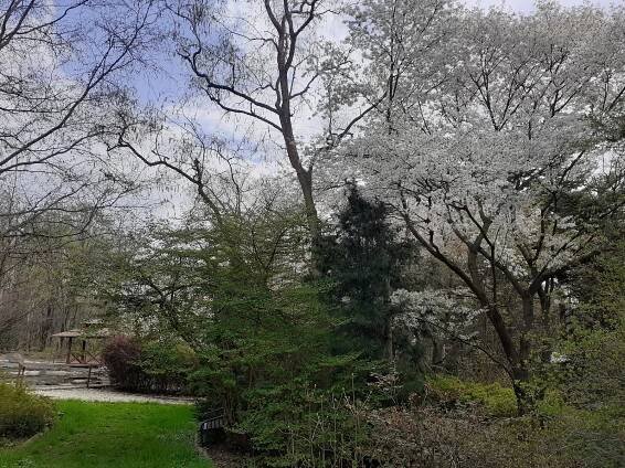 VIDEO: Arboretum Nový Dvůr na jaře. Návštěvníky láká nejen na skleníkové novinky