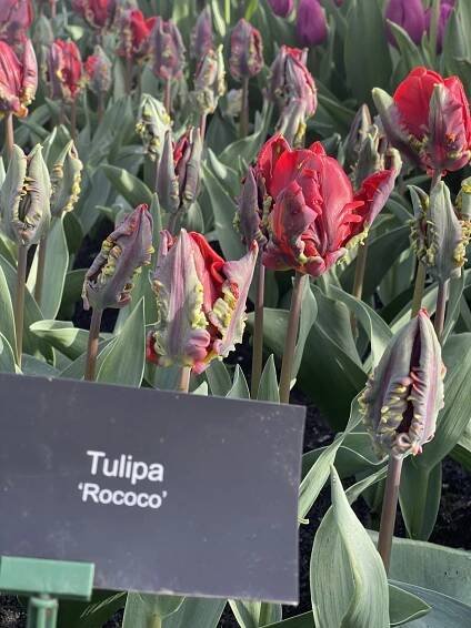 Photos from Keukenhof