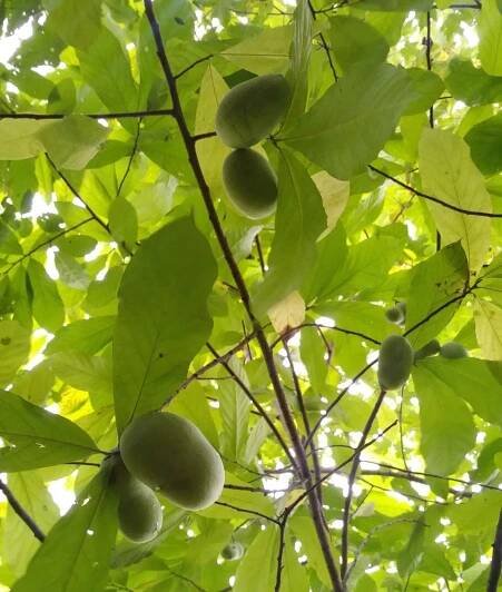 Foraging & Using Pawpaw Fruit: A North American Native