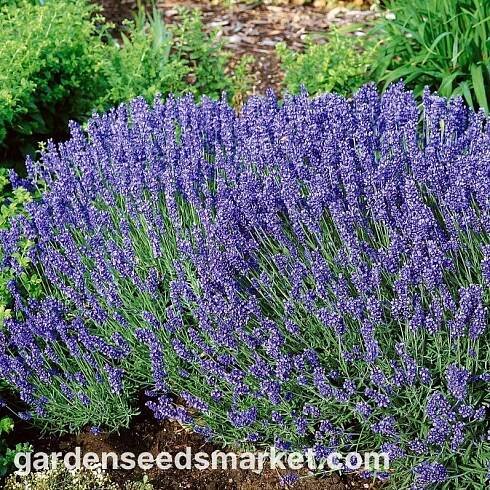 Levandule - intenzivně vonící - Lavandula angustifolia - Vonná elegance pro každou zahradu - Čerstvá semena